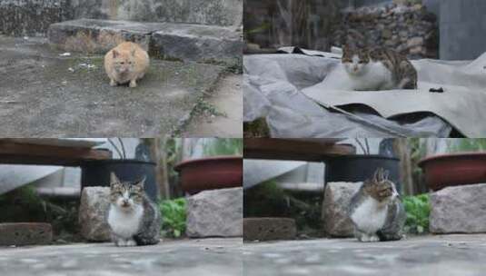 J浙江温州苍南蒲壮所城的猫咪高清在线视频素材下载