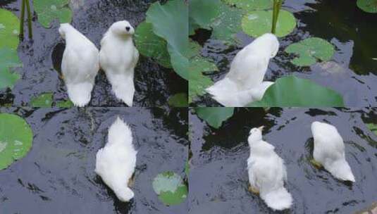 荷塘里两只白色的白鹅在水中戏水特写高清在线视频素材下载
