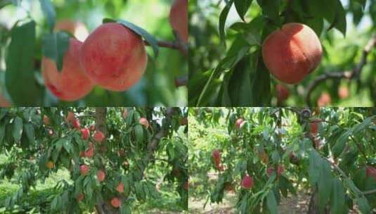 夏天果园中的水蜜桃高清在线视频素材下载