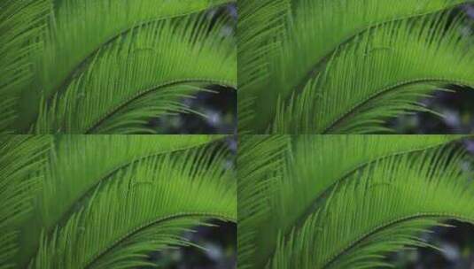 雨水落在绿叶上4k唯美升格慢镜 铁树高清在线视频素材下载