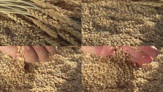 水稻农业大米丰收农民稻谷稻田播种乡村振兴高清在线视频素材下载