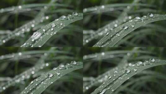 叶子上的水珠水滴高清在线视频素材下载