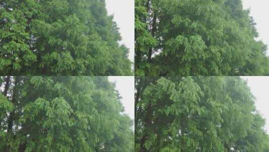 自然风光树枝树叶高清在线视频素材下载