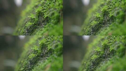 大自然 山野 细雨 苔藓 高清在线视频素材下载