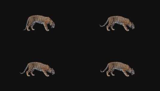 老虎吃东西合成特效动物素材高清在线视频素材下载