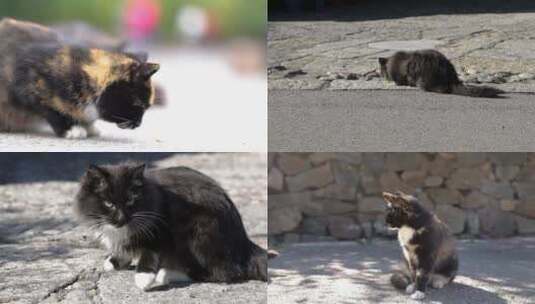 享受阳光的小野猫高清在线视频素材下载