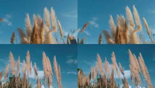 秋季湿地公园夕阳蒲苇芦苇草逆光美景高清在线视频素材下载