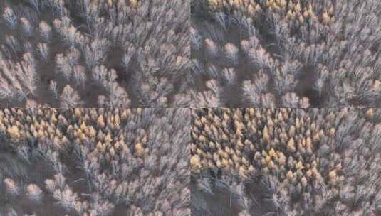 秋天的白桦林高清在线视频素材下载