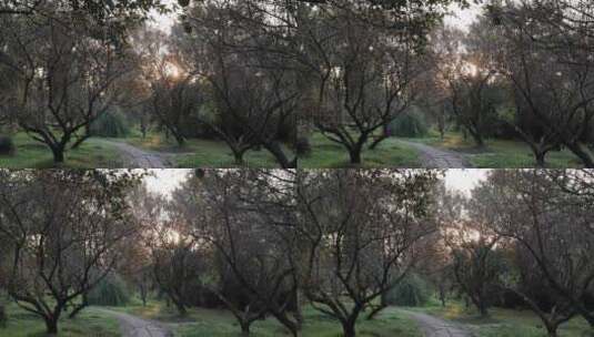 杭州西溪湿地光秃秃的梅花树高清在线视频素材下载