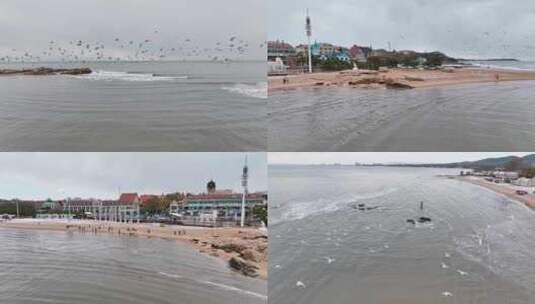 海边成群的海鸥高清在线视频素材下载