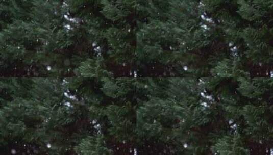 定拍森林飘落的鹅毛大雪高清在线视频素材下载