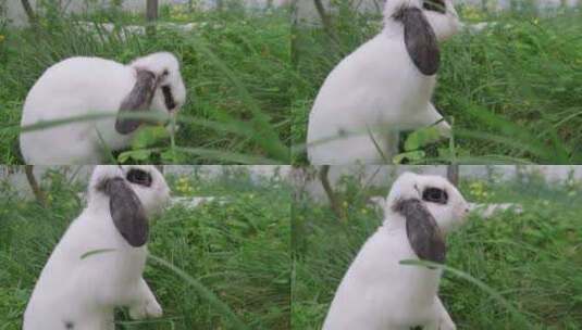 宠物兔子在花园里面吃草高清在线视频素材下载