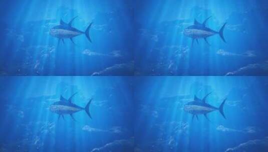 三维鱼海底游动（黄鳍金枪鱼）高清在线视频素材下载