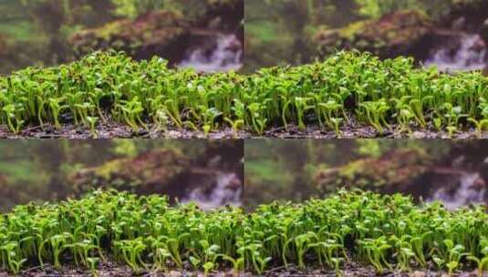 春天植物生长种子发芽生长延时摄影高清在线视频素材下载