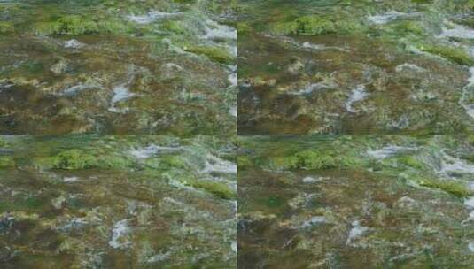 小河森林流水清澈水质高清在线视频素材下载