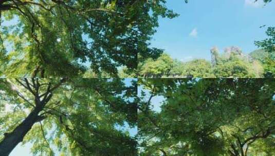 阳光树荫大树下仰拍仰视光线透过树枝枫香树高清在线视频素材下载