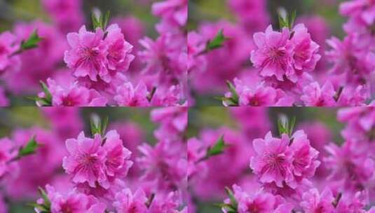 春天盛开粉色樱花高清在线视频素材下载