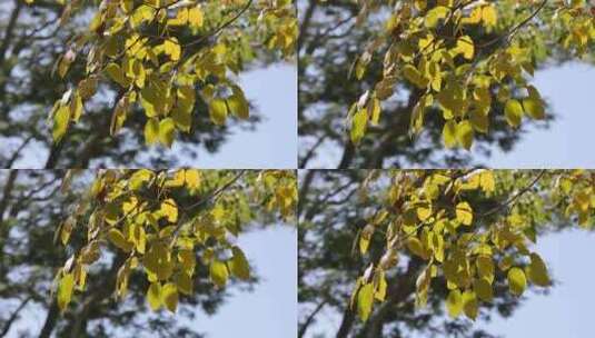 逆光下秋天的黄叶高清在线视频素材下载