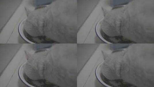 英国短毛猫 进食高清在线视频素材下载