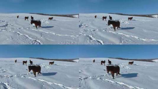 冬天山野雪地自由放牧的马群高清在线视频素材下载