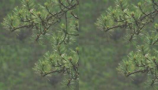 雨落在松树上高清在线视频素材下载