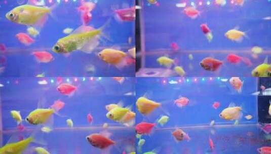 鱼缸里供人们观赏的五颜六色的小鱼儿高清在线视频素材下载