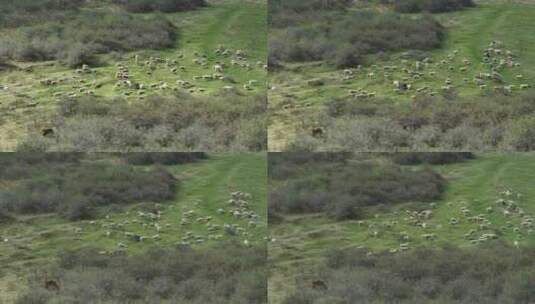 吃草的羊群高清在线视频素材下载