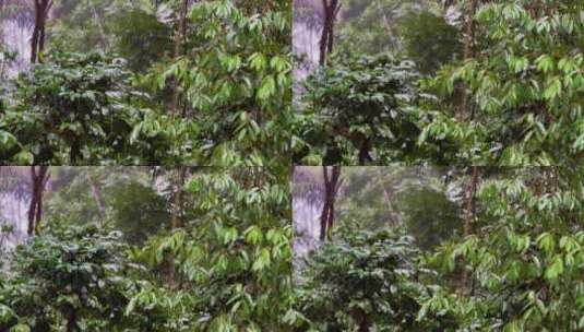 茂密森林中的阵雨。水滴固定在绿叶上。热带高清在线视频素材下载