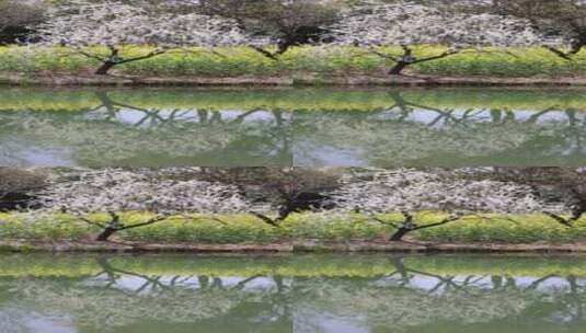 春风吹动湖边盛开的李花李子花竖版慢镜高清在线视频素材下载