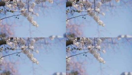 樱花春天樱花开放高清在线视频素材下载