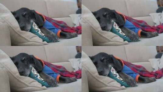 一只疲惫的高级拉布拉多犬裹着红色毯子，穿高清在线视频素材下载