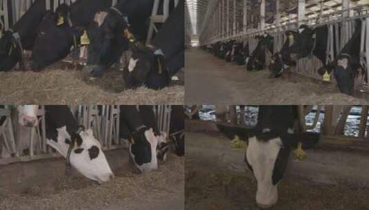 奶牛饲养高清高清在线视频素材下载