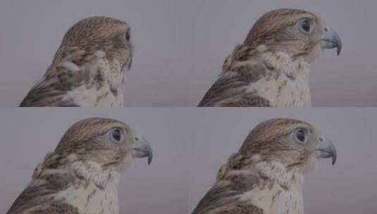 黄昏时分猎鹰的特写，细致的羽毛和锐利的凝高清在线视频素材下载