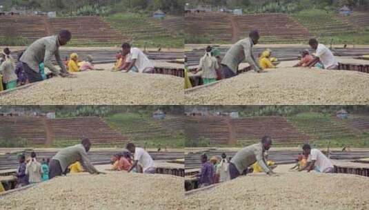 埃塞俄比亚咖啡种植园劳工手工晾晒高清在线视频素材下载