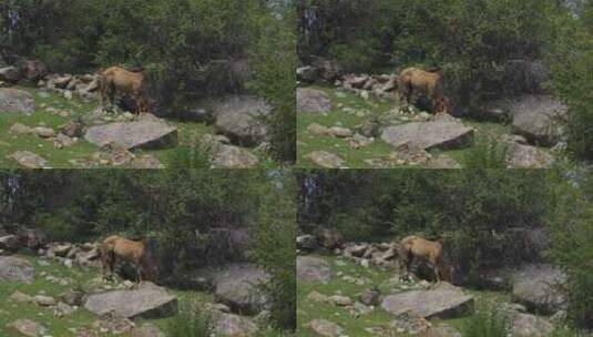 马在吉尔吉斯斯坦卡拉科尔峡谷的山上吃草高清在线视频素材下载