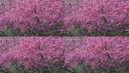 春天唯美盛开梦幻菊花桃特写高清在线视频素材下载