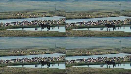 唐古拉山镇 放牧的羊群高清在线视频素材下载