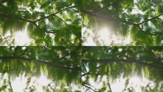 夏日清晨阳光闪烁的水杉绿叶高清在线视频素材下载