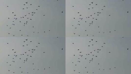 天空鸽子【120帧】蓝天白云一群鸟儿飞过高清在线视频素材下载