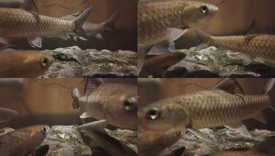水里游动的鱼高清在线视频素材下载