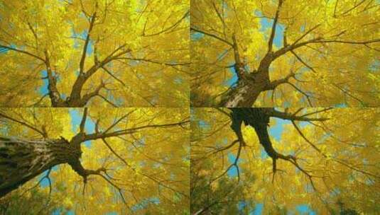 仰拍秋天大树金色树叶高清在线视频素材下载
