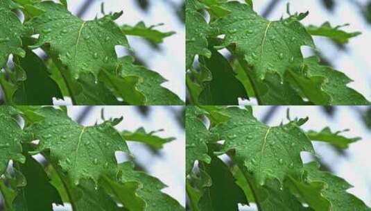 夏季下雨天山林植物树叶水珠特写高清在线视频素材下载