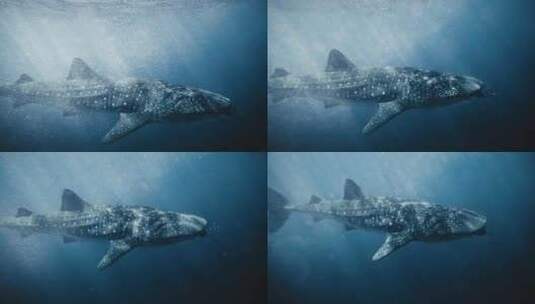 水下拍摄鲸鲨高清在线视频素材下载