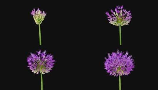 盛开的大紫罗兰葱花高清在线视频素材下载