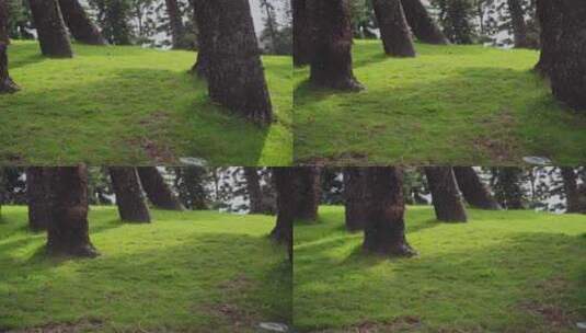 福建厦门植物园日光和草坪空镜头高清在线视频素材下载