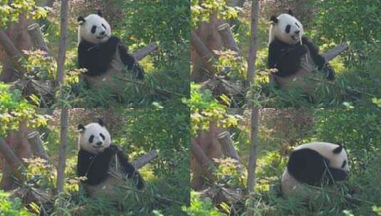 可爱大熊猫吃竹叶高清在线视频素材下载
