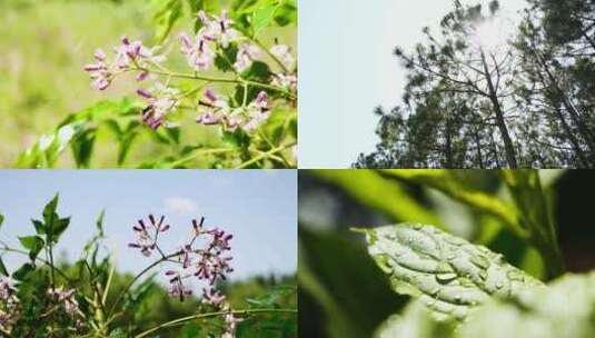 花草 大自然 雨后清晨 阳光树叶高清在线视频素材下载