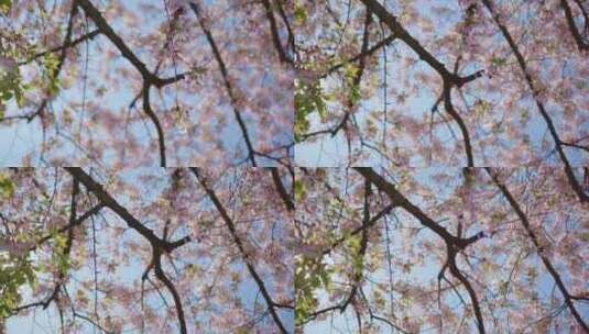 春天树上盛开的粉红色花朵高清在线视频素材下载