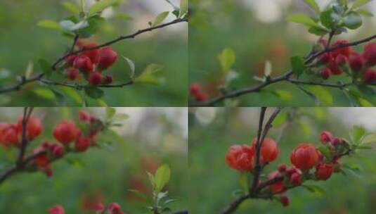 芽，开花，开花，分枝高清在线视频素材下载