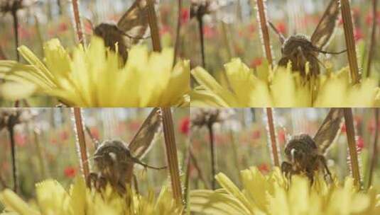 蝴蝶蛾，花，授粉，飞行高清在线视频素材下载